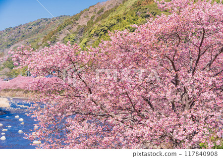 [Shizuoka Prefecture] Kawazu Town - Kawazu cherry blossoms in full bloom 117840908