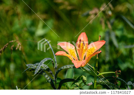 Eastern Hokkaido Lake Saroma Wakka Primeval Flower Garden 117841027