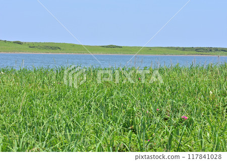 北海道東部佐呂間湖 Wakka 原始花園 117841028