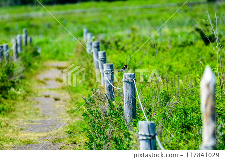 北海道東部佐呂間湖 Wakka 原始花園 117841029
