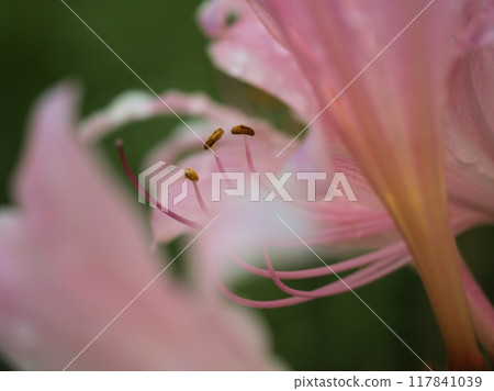 八月盛開的淡粉紅色水仙花 八月盛開的淡粉紅色水仙花 117841039
