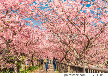 [Shizuoka Prefecture] Kawazu Town: The Kawazu Cherry Blossom Tunnel in Full Bloom 117841059
