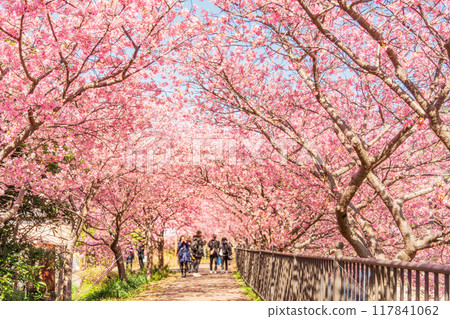 【靜岡縣】河津町河津櫻花隧道盛開 【靜岡縣】河津町河津櫻花隧道盛開 117841062