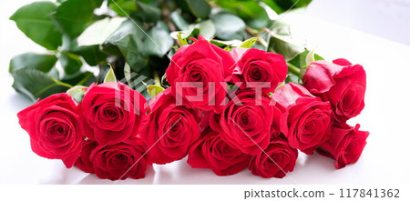 Many buds of red roses on a white background, wallpaper 117841362