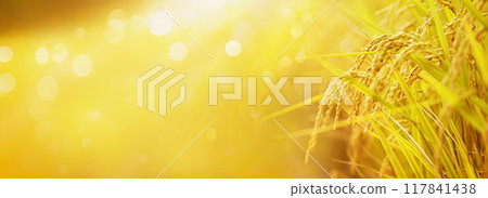 Autumn sunlight golden rice ears and paddy field landscape background, rice harvest and good harvest concept Autumn sunlight golden rice ears and paddy field landscape background, rice harvest and good harvest concept 117841438