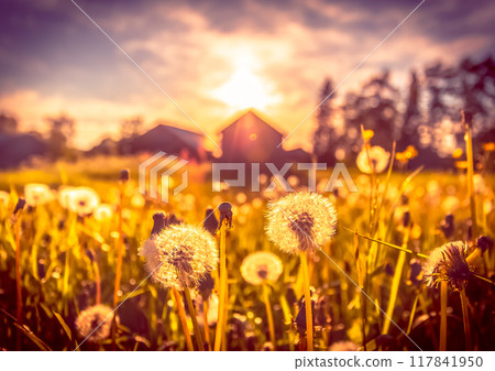 Dandelions in the field. Sotkamo, Finland. 117841950