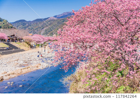 [靜岡縣] 河津町 河津櫻花盛開 117842264
