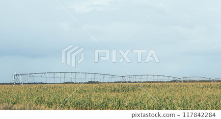 Agriculture, vast cornfield under irrigation system, integration of technology in modern farming practices 117842284