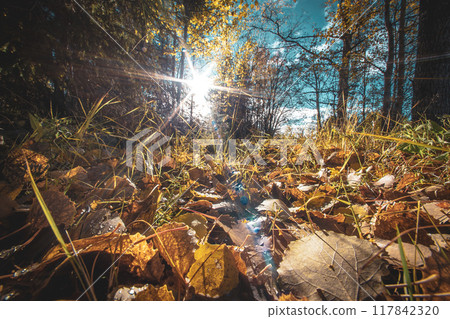 lake, landscape, forest 117842320