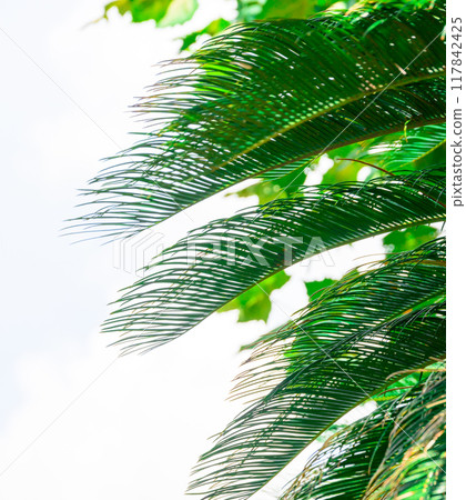 Tropical country Tropical country 117842425