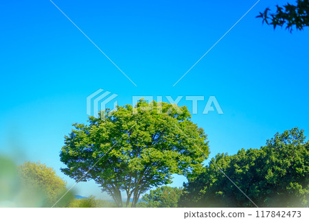 Green forest Green forest 117842473