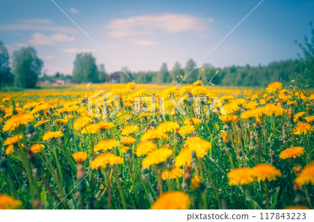 Dandelions in the field. Sotkamo, Finland. 117843223