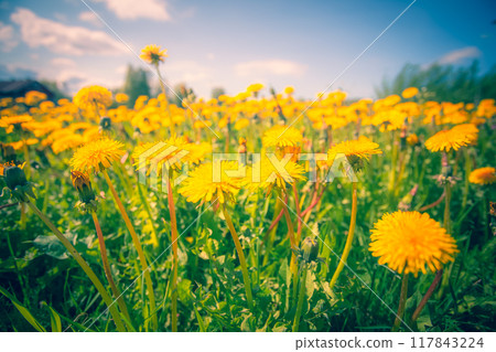 Dandelions in the field. Sotkamo, Finland. Dandelions in the field. Sotkamo, Finland. 117843224