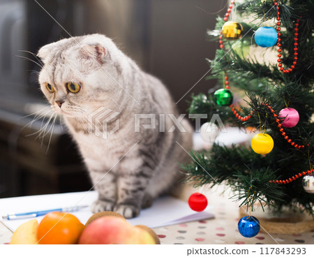 Curious cat sitting on table next to small christmas tree Curious cat sitting on table next to small christmas tree 117843293