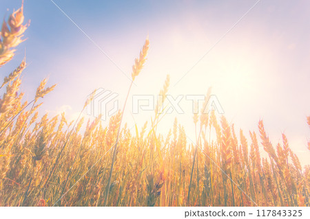 Grain field from Sotkamo, Finland. Grain field from Sotkamo, Finland. 117843325