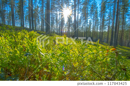 Forest view from Finland 117843425