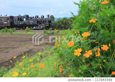 Mooka Railway "Steam locomotive running along the railway line with yellow cosmos in bloom" Mooka Railway "Steam locomotive running along the railway line with yellow cosmos in bloom" 117843598