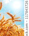 Wheat field 117843726