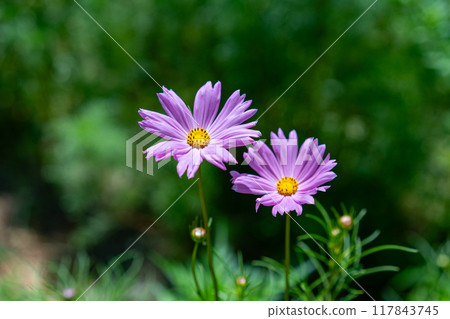 Pink cosmos flowers blooming in the autumn garden Pink cosmos flowers blooming in the autumn garden 117843745