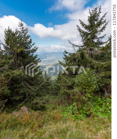 forested rolling hills of carpathian mountains. slope of mountain range with coniferous forest and meadow. outdoor adventures in ukraine. synevyr national park. early autumn forested rolling hills of carpathian mountains. slope of mountain range with coniferous forest and meadow. outdoor adventures in ukraine. synevyr national park. early autumn 117843758