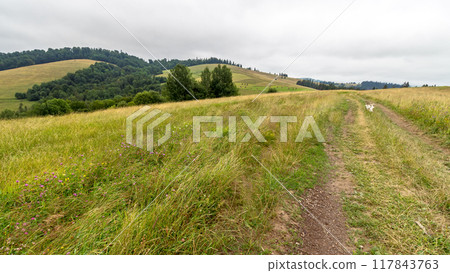 beautiful countryside of ukraine. cloudy afternoon. wonderful summer landscape in mountains. grassy field and rolling hills. rural scenery. path through scenic region 117843763