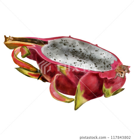 Pitaya, pink dragon fruit, hand painted with watercolor. Exotic tropical ripe fruit in realistic style. Exotic fruit for packaging, menu, design. 117843802