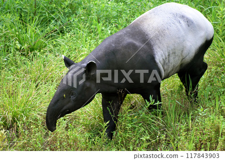 Malayan Tapir vs Grasshopper③ Malayan Tapir vs Grasshopper③ 117843903