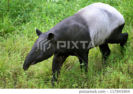 Malayan Tapir vs Grasshopper① 117843904