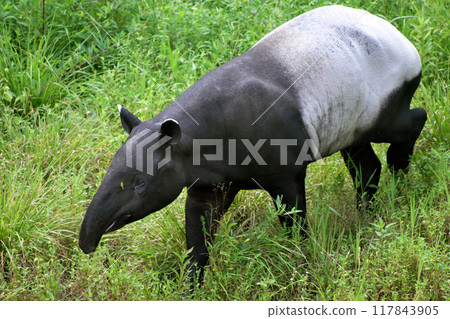 馬來貘 vs 蚱蜢 ② 117843905