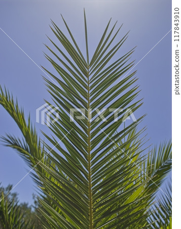 Palm branch in Sicily, at daylight 117843910