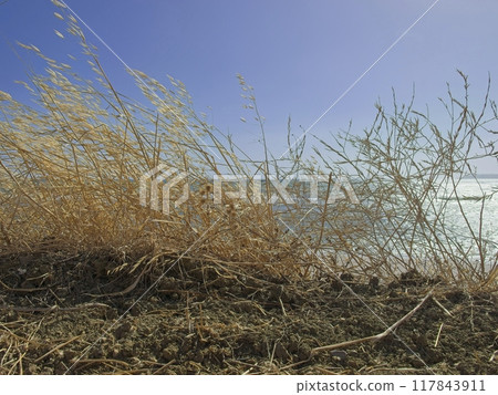 Dry golden grass in front of the sea in Sicily Dry golden grass in front of the sea in Sicily 117843911