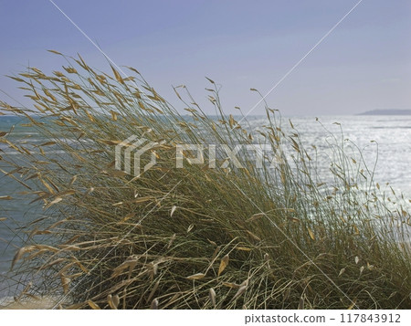 Dry golden grass in front of the sea in Sicily 117843912