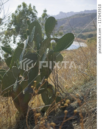 Prickly pear cactus in the south of Sicily, Italy 117843918