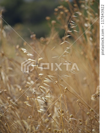 Golden dry blades of grass in the summer, daylight Golden dry blades of grass in the summer, daylight 117843922
