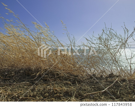 Dry golden grass in front of the sea in Sicily 117843958