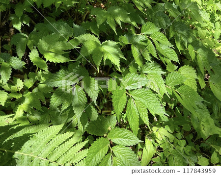 Mountain vegetable water on the hiking trail 117843959