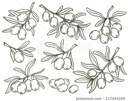 Olive tree branches hand drawn set Olive tree branches hand drawn set 117844209