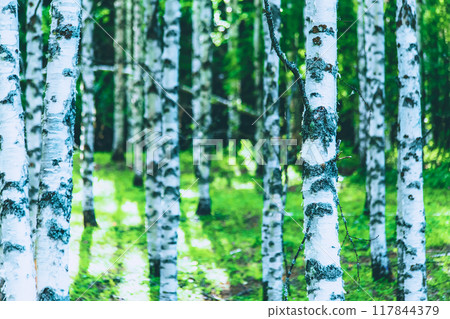 Summer birch forest view from Sotkamo, Finland.	 117844379