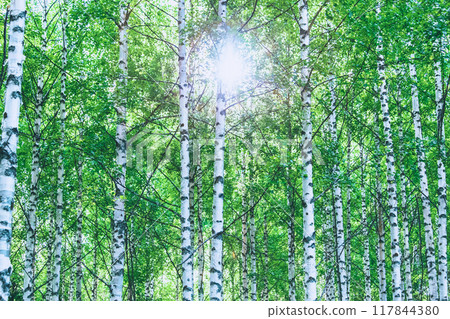 forest, tree, wood 117844380