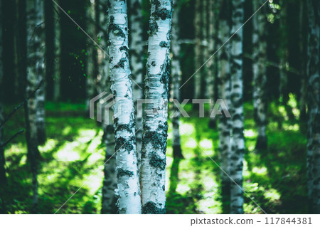 forest, tree, wood 117844381