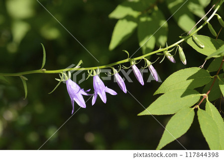 Creeping bellflower 117844398