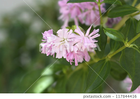 Double pink soapwort 117844416