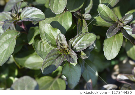 Bergamot mint Bergamot mint 117844420