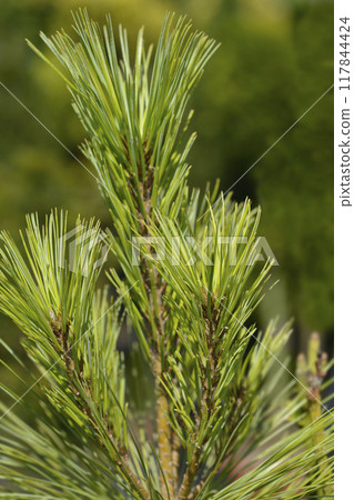 Himalayan pine 117844424