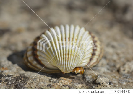 Cockle shell 117844428