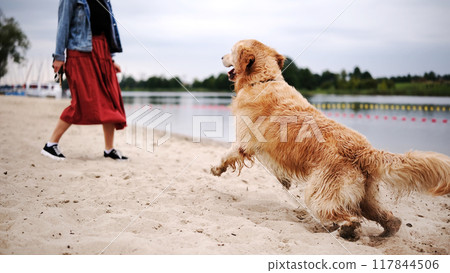 Cute, Wet Golden Retriever Playing On The Beach With Its Owner, Happily Running Outdoors 117844506