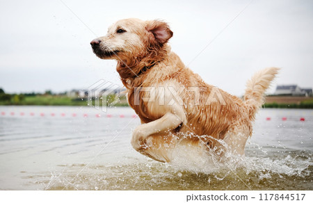 Happy, Joyful Golden Retriever Running And Playing In The Water. The Dog Full Of Joy Happy, Joyful Golden Retriever Running And Playing In The Water. The Dog Full Of Joy 117844517