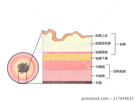 消化系統的解剖學和生理學 食道的分層結構 117844615