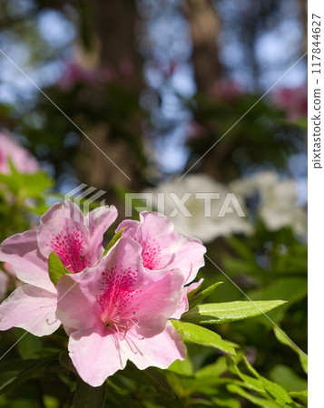 杜鵑花的花 117844627