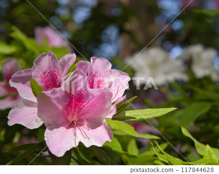 Azalea's flower Azalea's flower 117844628